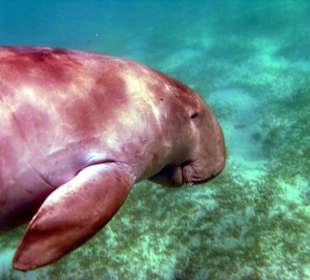 Seekuh/Dugong