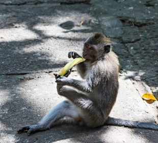 Affe