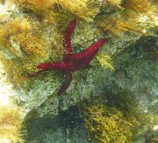 Ein richtig großer Seestern