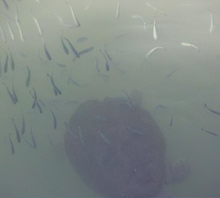 Schildkröten und Fische am Hafen