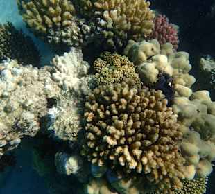 Das intakte Hausriff