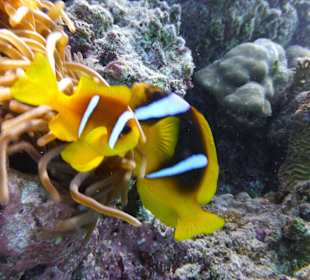 Delfinschwimmen Hurghada