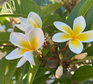 Impressionen aus dem chinesischen Garten