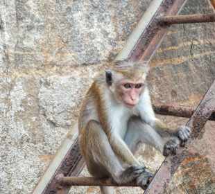 Löwenfelsen von Sigiriya
