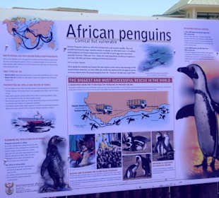 Stoney Point African Penguin Breeding Colony