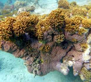 Riff Gorgonia 