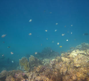Schöne Unterwasserwelt 
