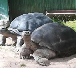 Happ Reptilien Zoo