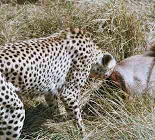 Gepard