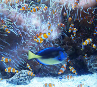 Memo und seine Freunde