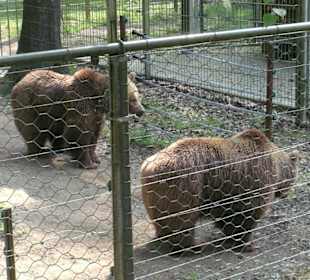 Zwei der Braunbären im Bärenpark