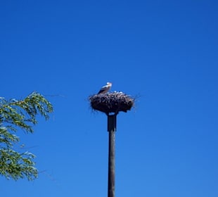 Das Storchennest im Mühlenpark