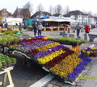 Blumen für den Garten!