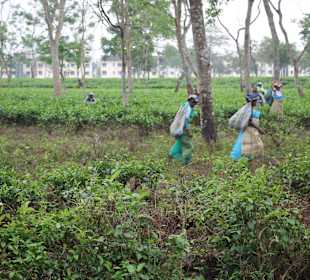 Teeplantage von Sukna