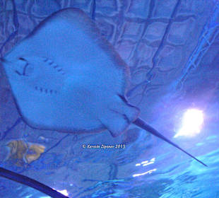 Aquarium-Tunnelgang 131m lang