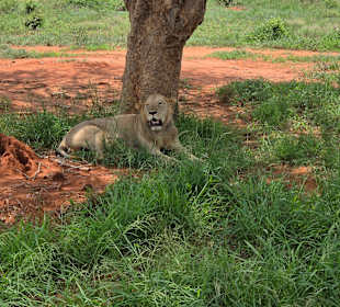 Tsavo