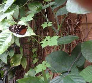 Der war stark vertreten