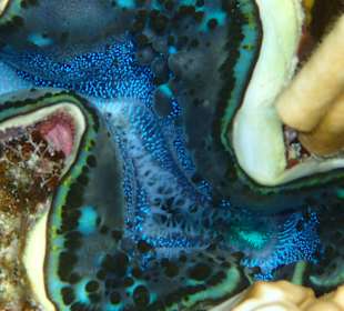 Schnorcheln Marsa Alam