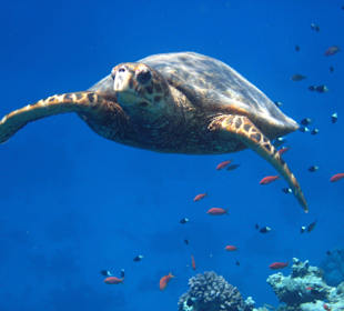 Karettschildkröte beim Auftauchen