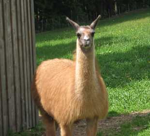 Eines der Lamas