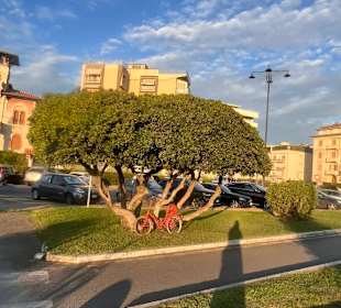 Viareggio 