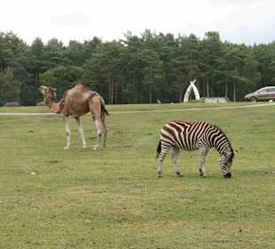 Serengeti Park Hodenhagen