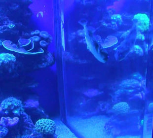 Palma Aquarium