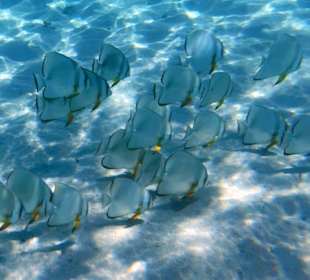 Schnorcheln Marsa Alam