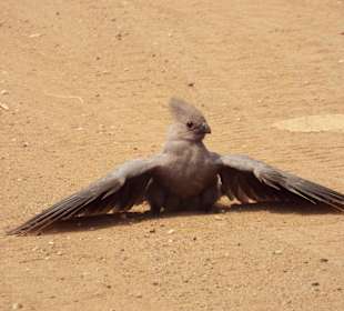 Graulärmvogel am Mpongolo-Loop