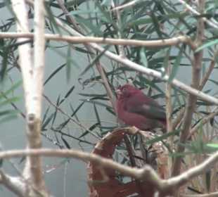 Kleinsäuger + Vogelhaus