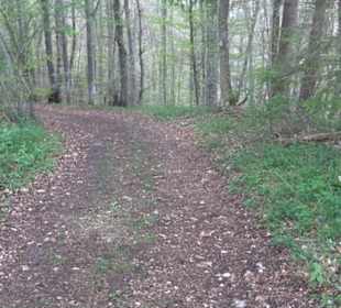 Premiumwanderweg Hochgebürzelt