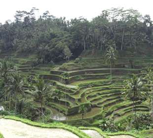Rizières