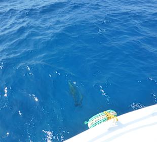 Delphinschwimmen mit Delfine & Meer Hurghada