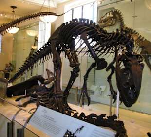 Museum of Natural Science New York