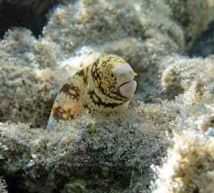 Sternfleck-Muräne 75cm