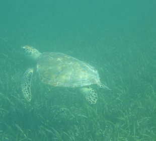 Falsche Karettschildkröte 
