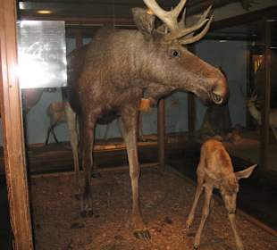 Einheimische Tiere sind natürlich auch vertreten