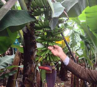 Mit Manuel auf der Bananplantage