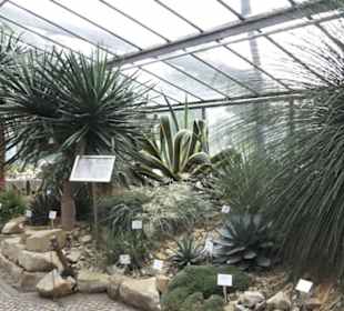 Wüstenpflanzen -  Alter Botanischer Garten