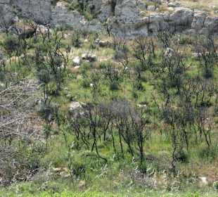 Stille Zeugen einer "Katastrophe"