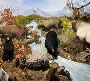 Alpen Wildpark Feld am See