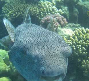 Unterwasserwelt Hausriff Arabia Beach