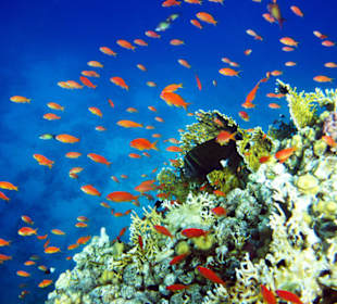 Das wunderschöne lokale Riff Amphoras