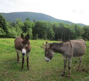 Ferme du Hungerplatz