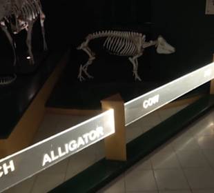 Naturhistorisches Museum