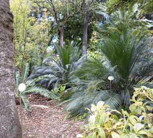 Im Jardín de aclimatación de La Orotava