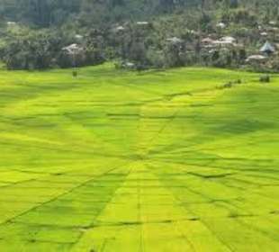 Spidernetweb Rice Field Flores