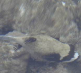 Maskenkugelfisch am Hausriff