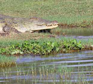 Krokodil im Queen-Elizabeth-Nationalpark