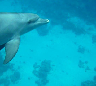 Nah näher am nächsten Delfin pur!